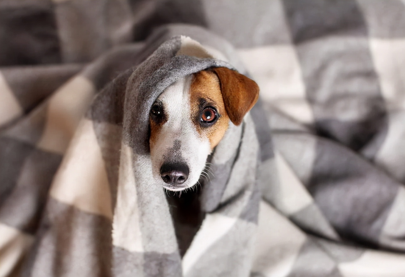 家里的狗狗不停地颤抖不只是怕冷,还有这些原因