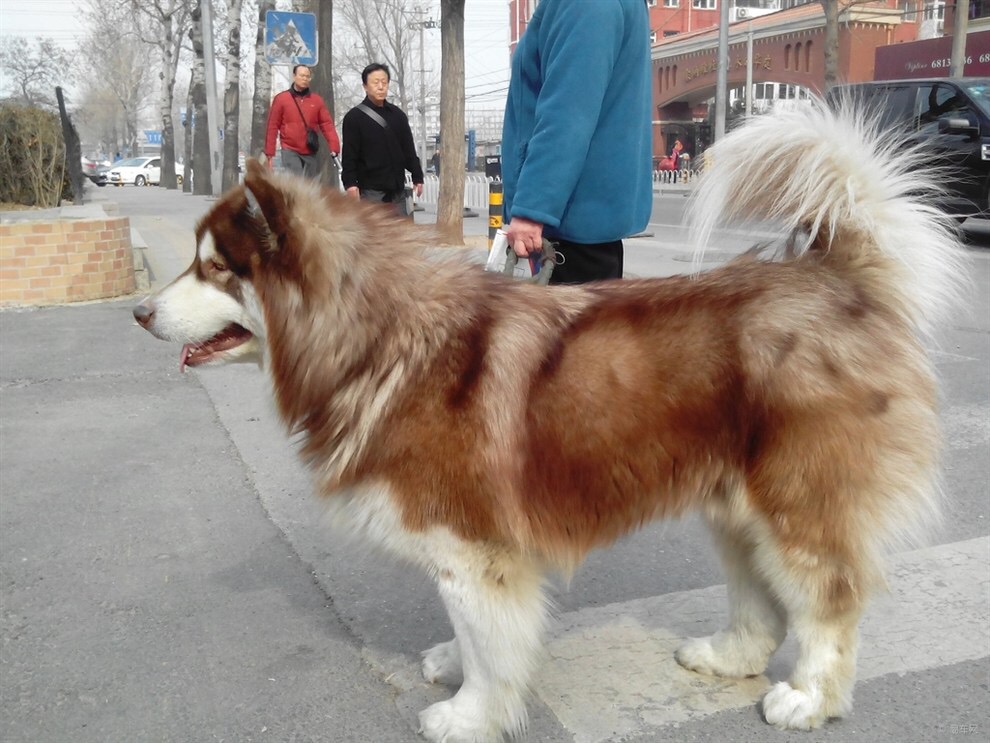 成年阿拉斯加犬多少钱一只(现在为什么阿拉斯加犬没人养了) - 价格