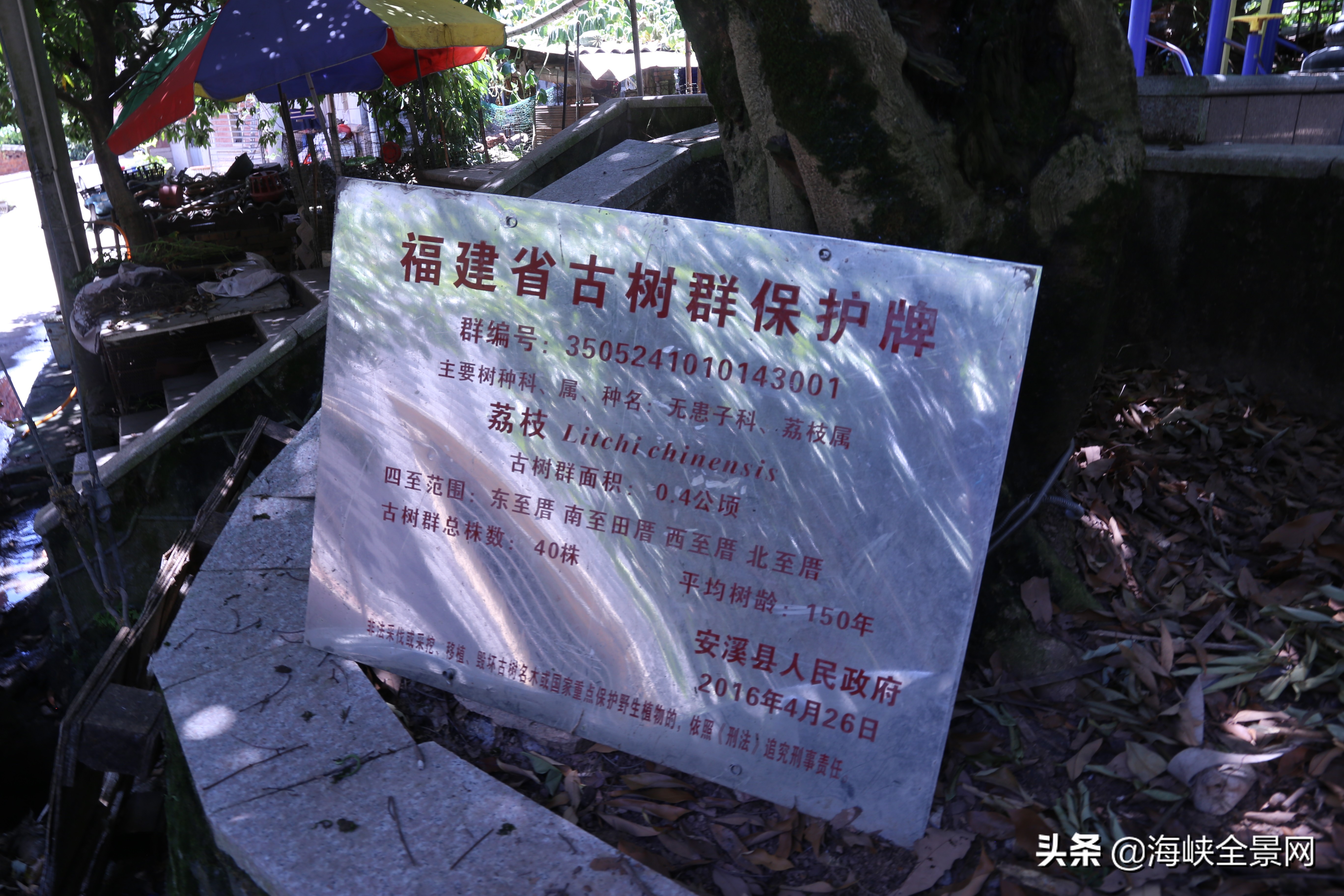 安溪蓬莱镇鹤前村