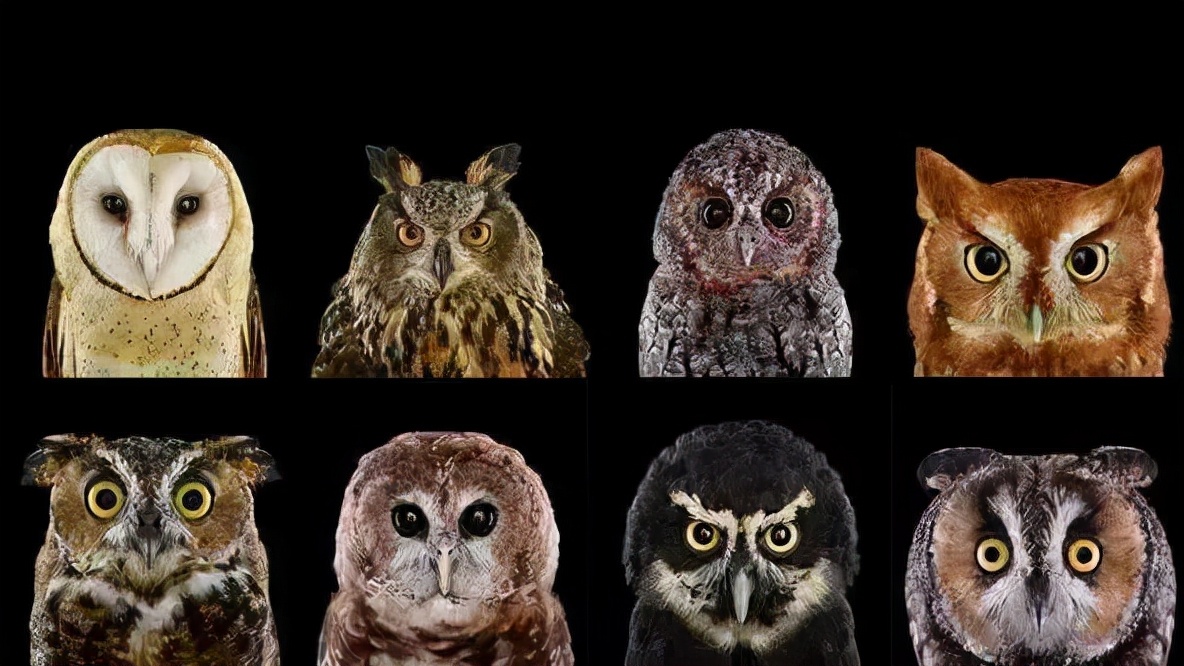 猫头鹰是鹰吗,跟鹰到底有什么区别?