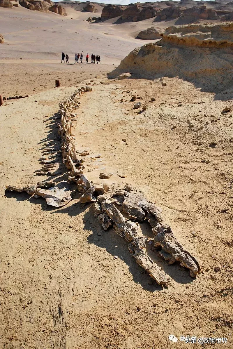 被误认为“大海蛇”的古代海洋动物-龙王鲸
