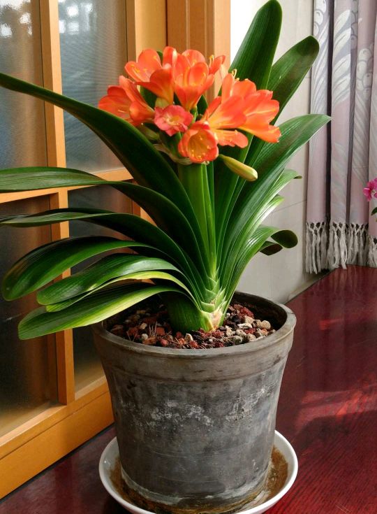 君子兰爱喝酒吃醋,一月用一碗,叶片碧绿整齐,不夹箭开出大花团