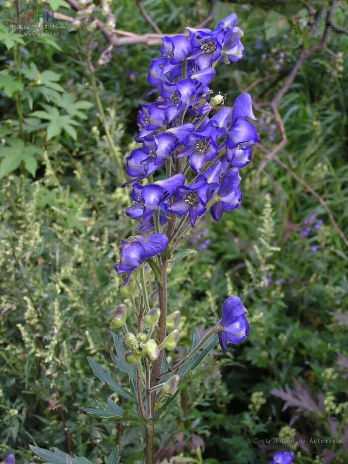 农村常见5种植物，却全都含“剧毒”，有人常常吃，遇到要警惕
