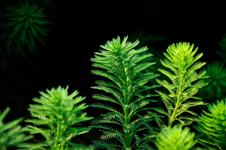 庭院设计师精心总结的15种适合庭院水池栽种的水生植物,建议收藏
