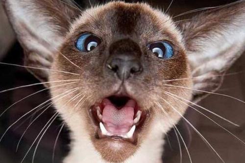 “猫中之狗”的暹罗猫，为何生活中那么少人养？网友：我怕了