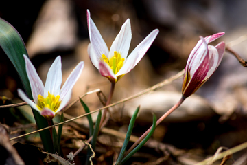 山慈菇:虽为野花,却不乏属于自己的风采