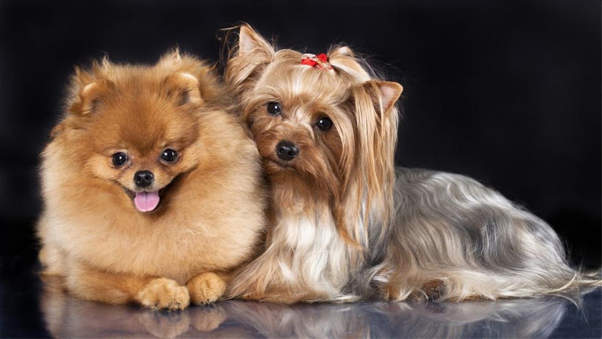 茶杯狗要多少钱畸形的人造狗茶杯犬卖到1万多美金一只它们是怎么来的