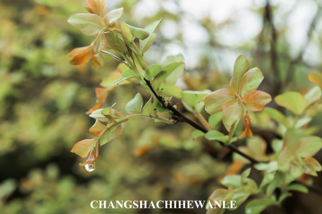 你好，湖南中医药大学！