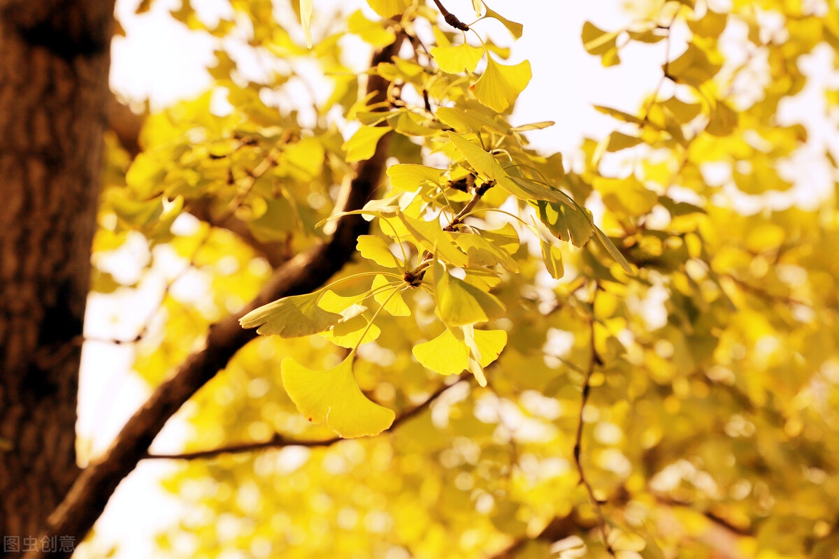 关于“银杏”的诗词，你知道吗？