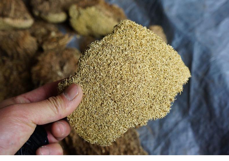 昆仑山上有一种雪灵芝,生长十年才能成熟,为何至今人工无法栽培