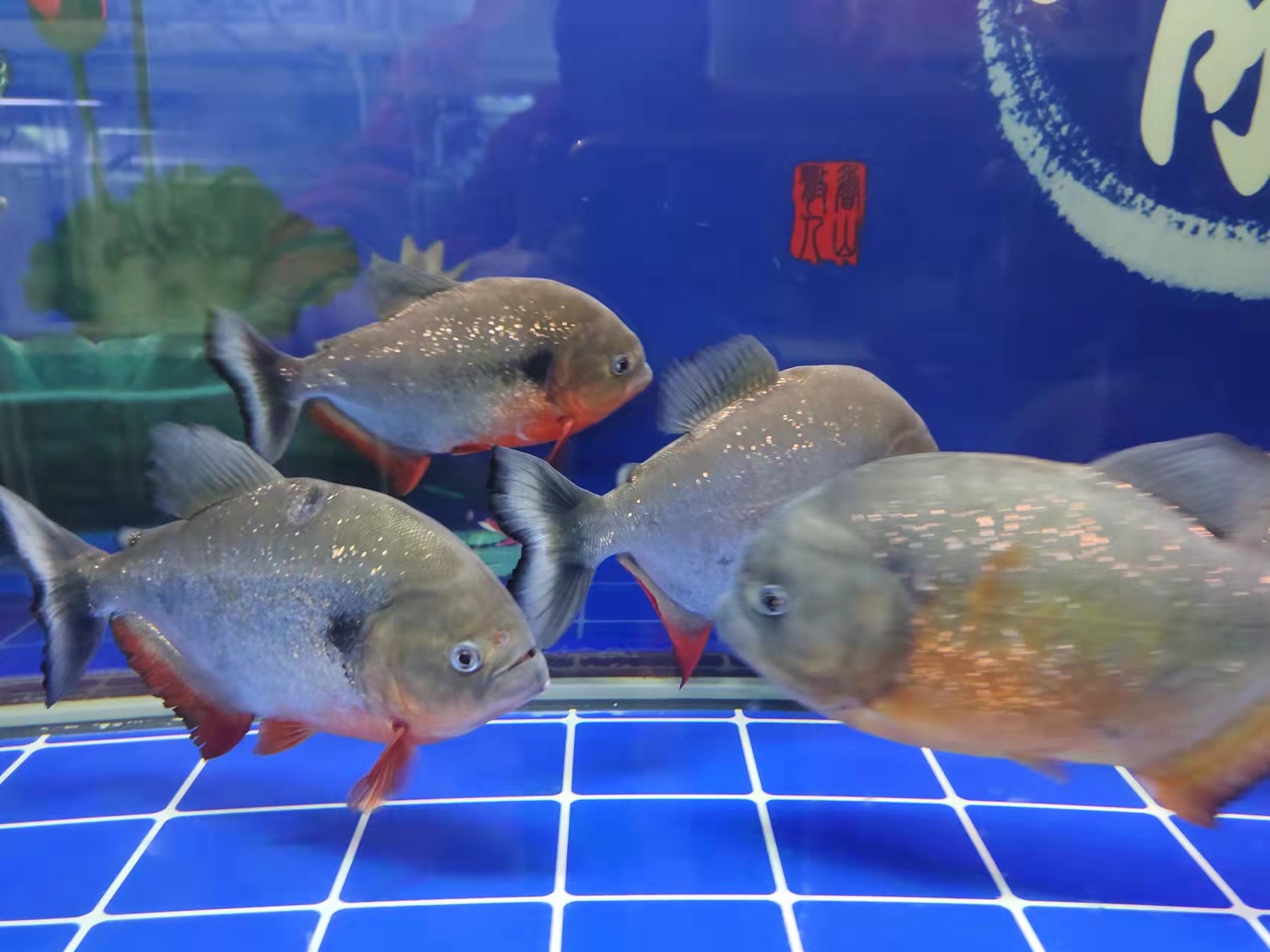 三,十间鱼能和地图鱼混养吗