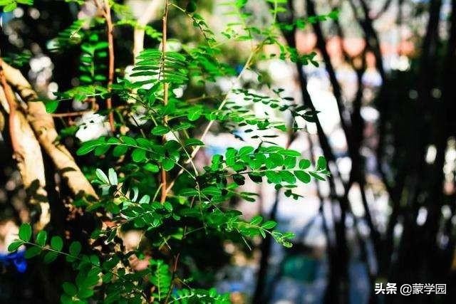 120句诗词话五月，繁花似锦，生机盎然！