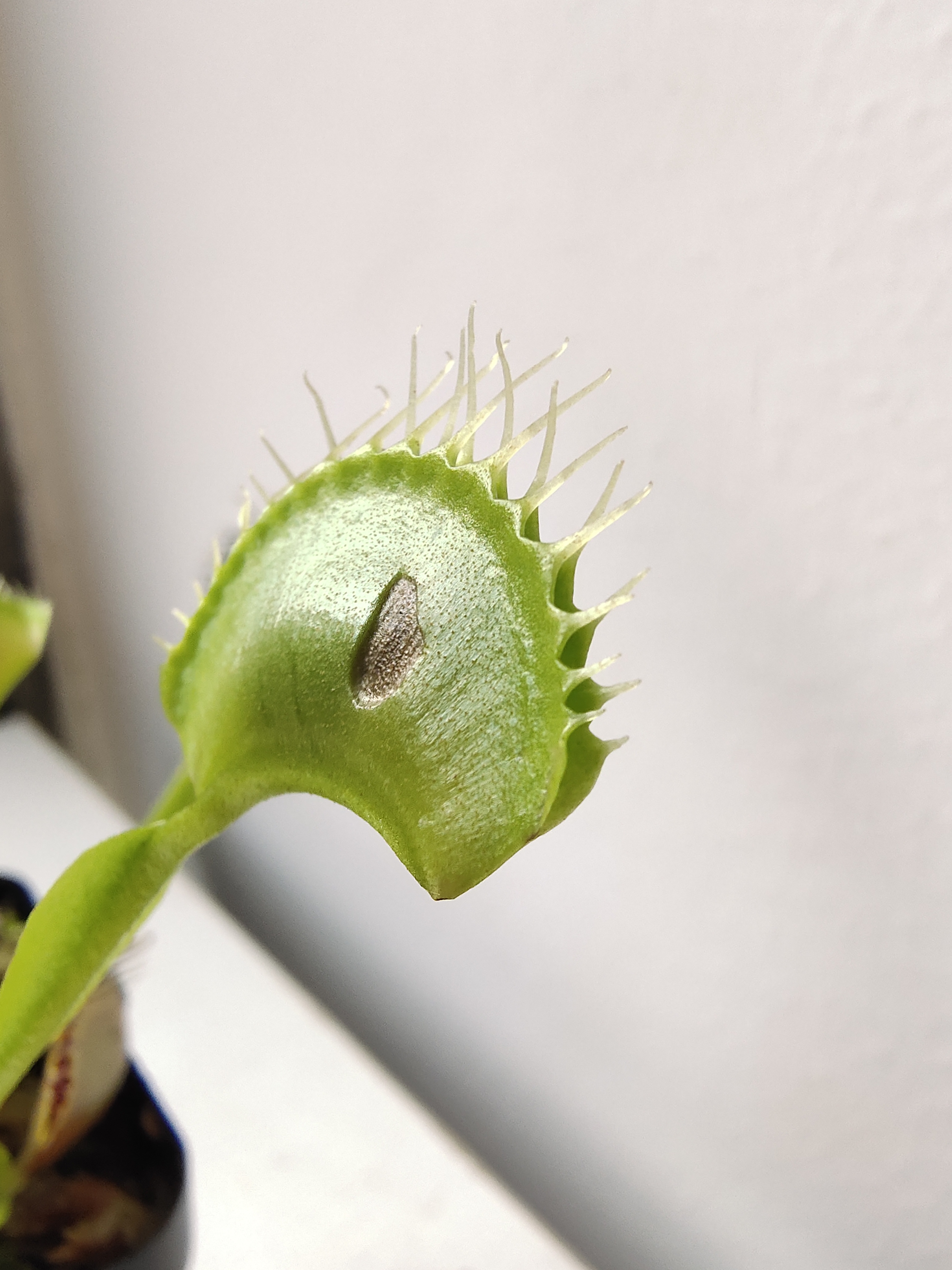 捕蚊草价格(捕蝇草不好养) - 价格百科