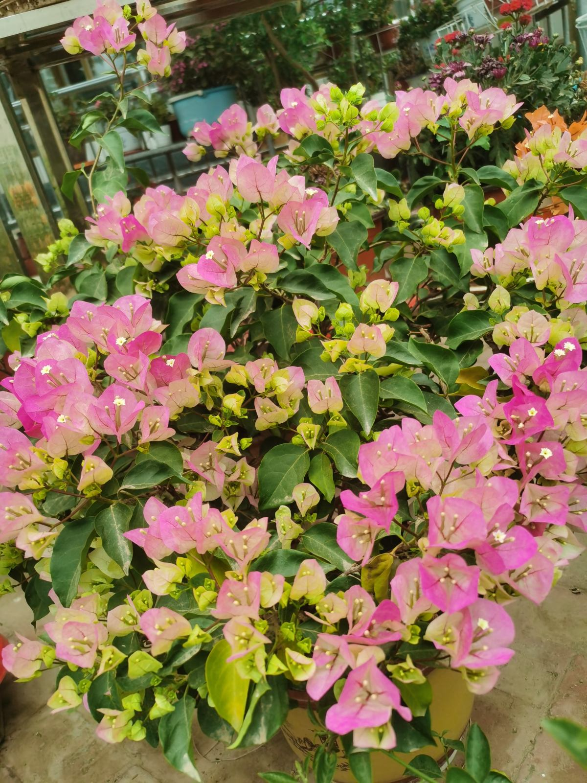 卧室放3类盆栽植物，改善空气，平时睡觉更舒心