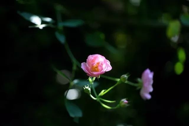 愿有一方小院，静看繁花盛开
