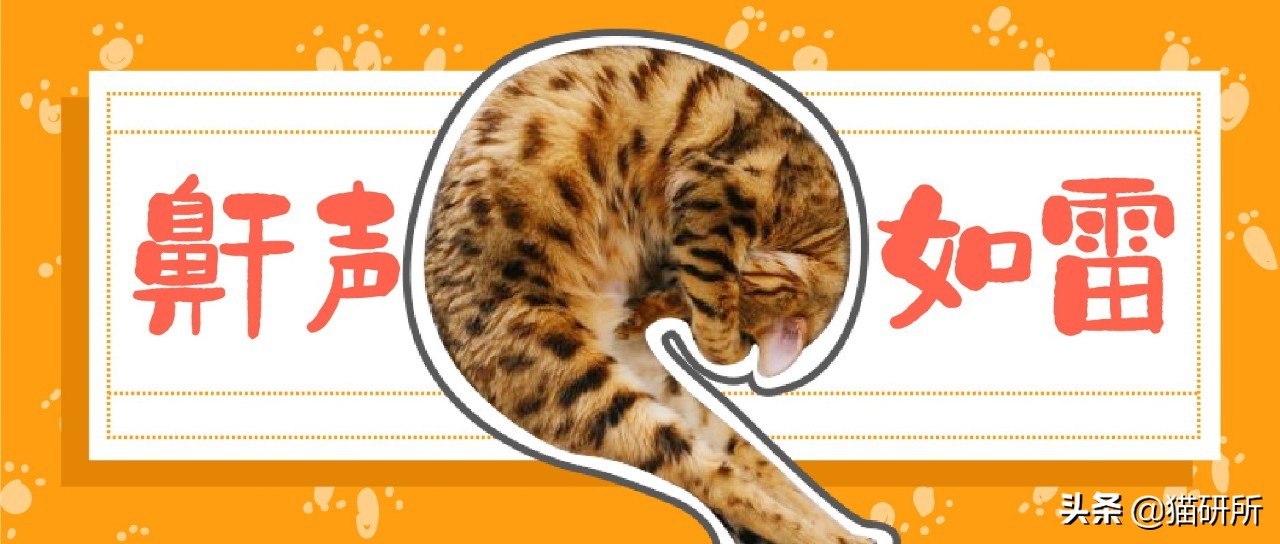 猫咪打呼噜是正常现象吗？揭秘猫打鼾原因与健康关联解析