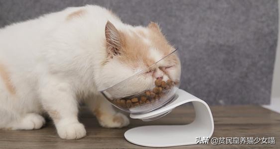 喵星人最正确的喂养方式，猫咪一天吃几餐最健康，很多人都喂错了
