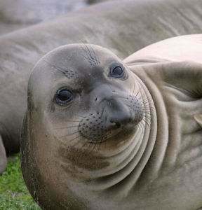 科学怪人的脸，居家男人的心，试驾吉利ICON