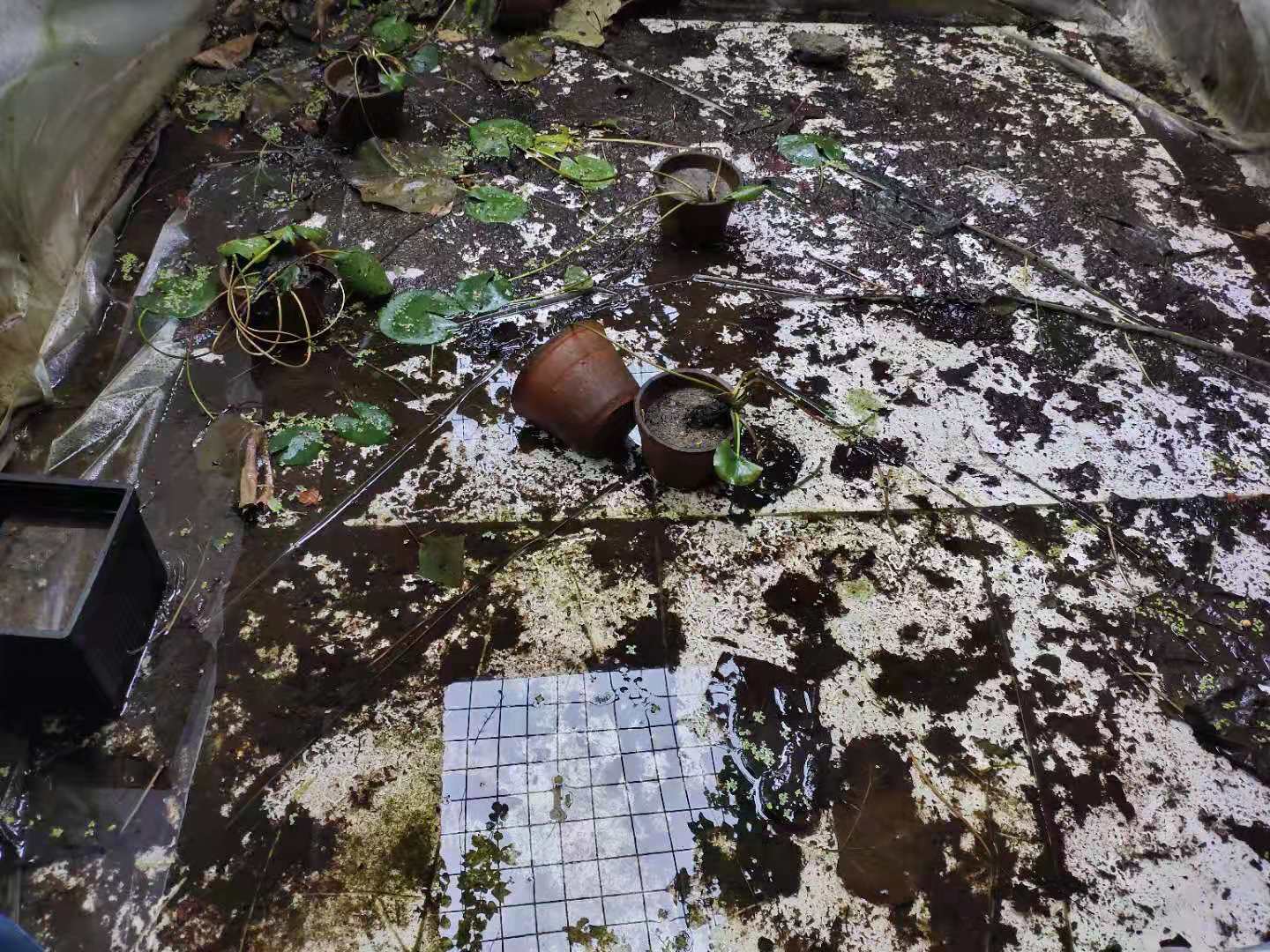 孔雀魚生小魚,孔雀魚生小魚要多久才能生完
