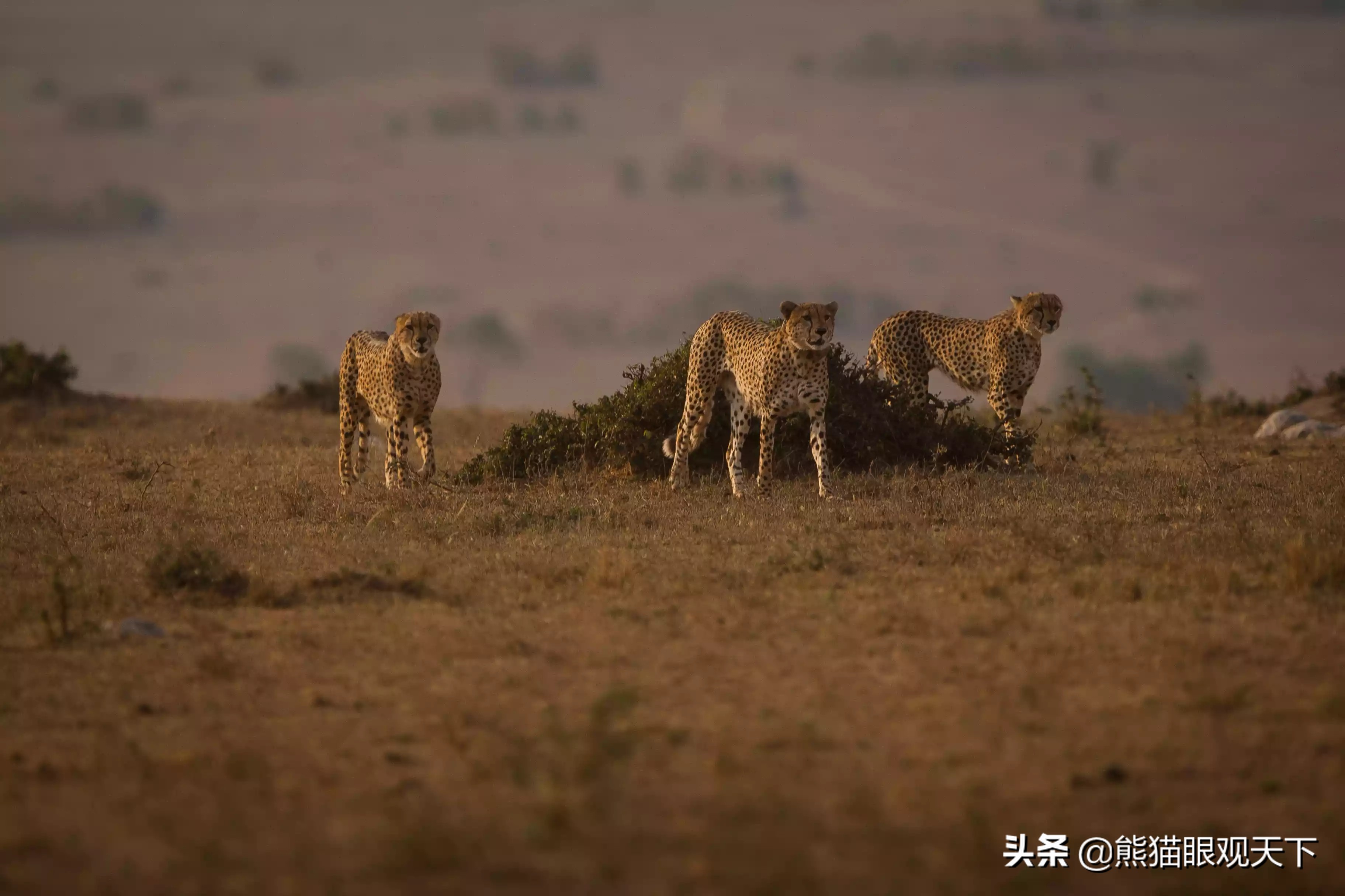 陆地速度之王：关于猎豹的10大冷知识