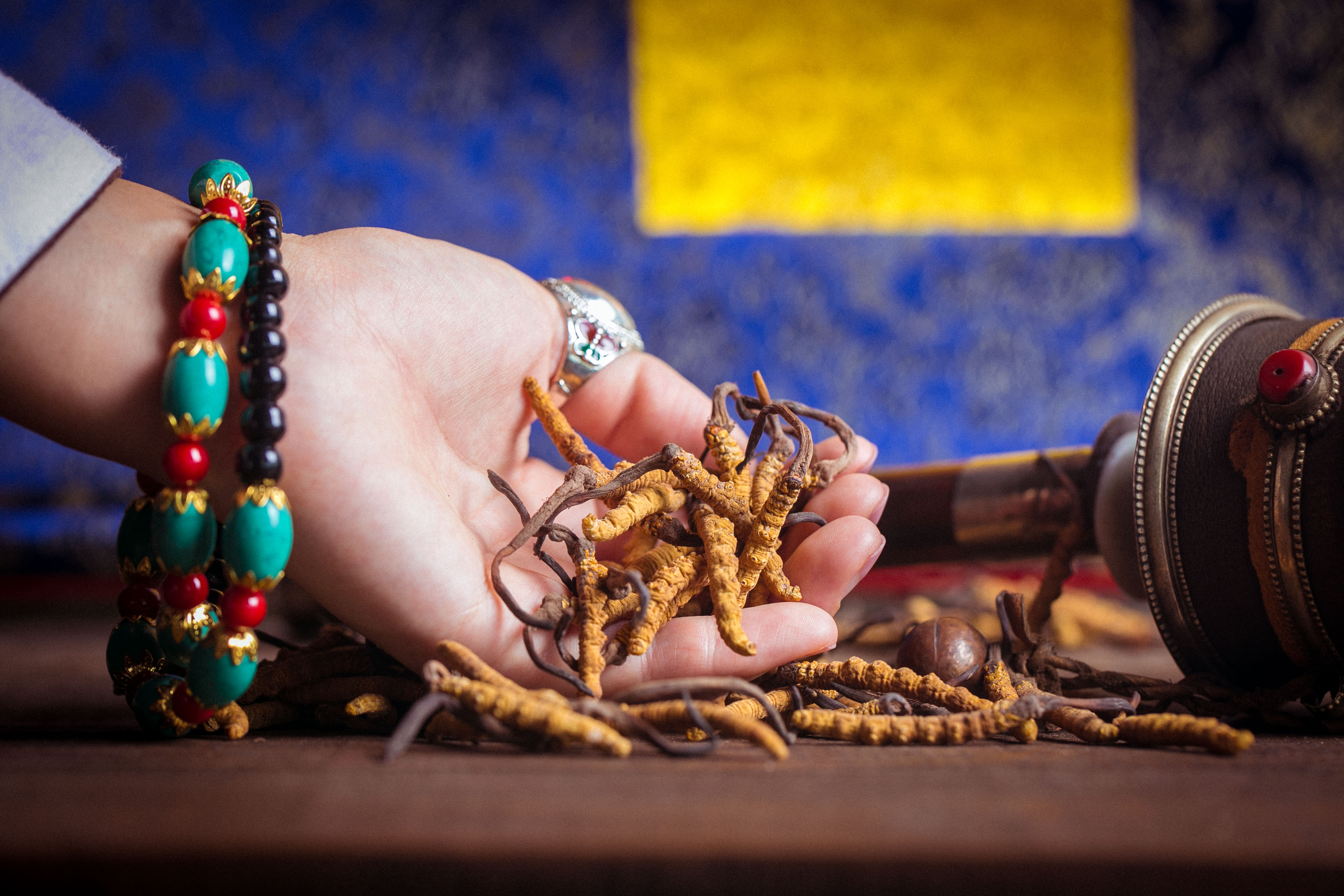 冬虫夏草不便宜，买回家要“正确保存”，价值高成分不受影响