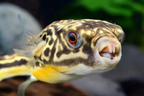 如何养好一只萌萌哒,气鼓鼓的河豚?