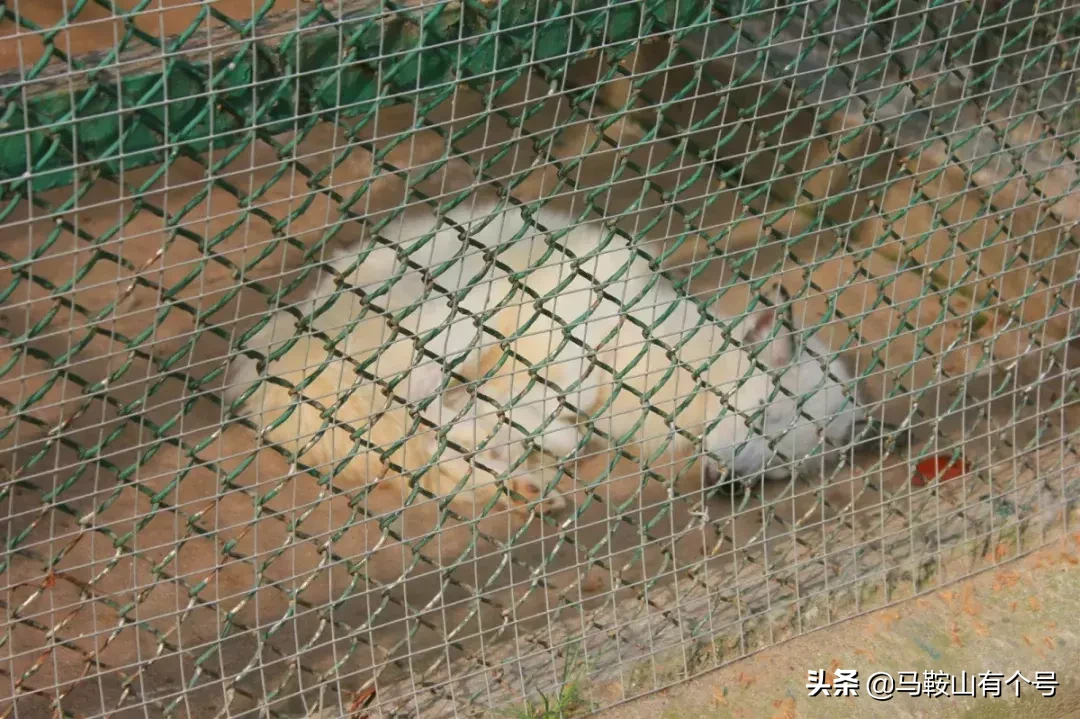 马鞍山人，别忘了动物园！这里曾是我们的全部！