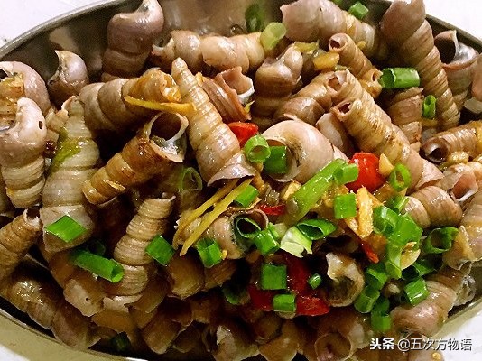 青岛常见海螺图鉴