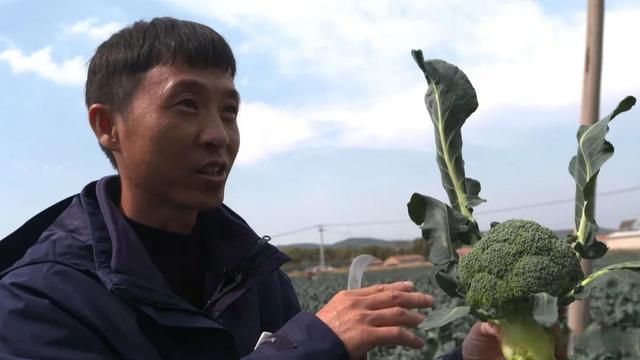 浙江大叔研究西兰花，年销售突破五百万，带动全国种植户共同富裕