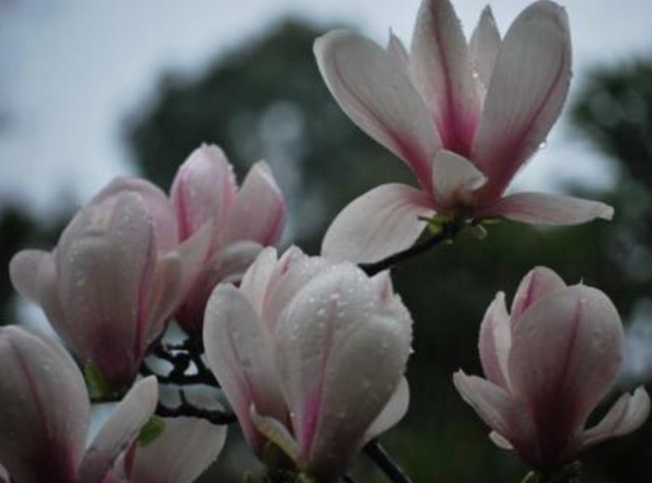 木兰花花语及象征（它代表着勇敢无畏优雅大方）