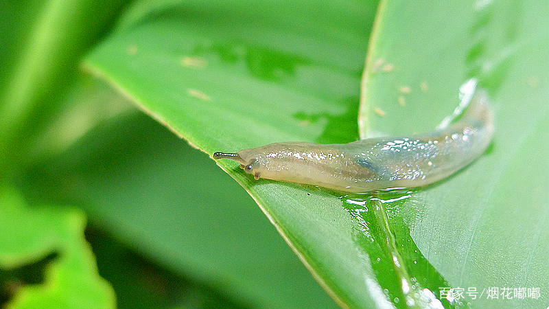 没有壳的蜗牛长什么样(生活中常见到的一些小生物)
