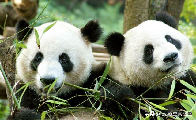 就比如2011年,中国租借两只大熊猫"甜甜"和"阳光"给英国苏格兰的