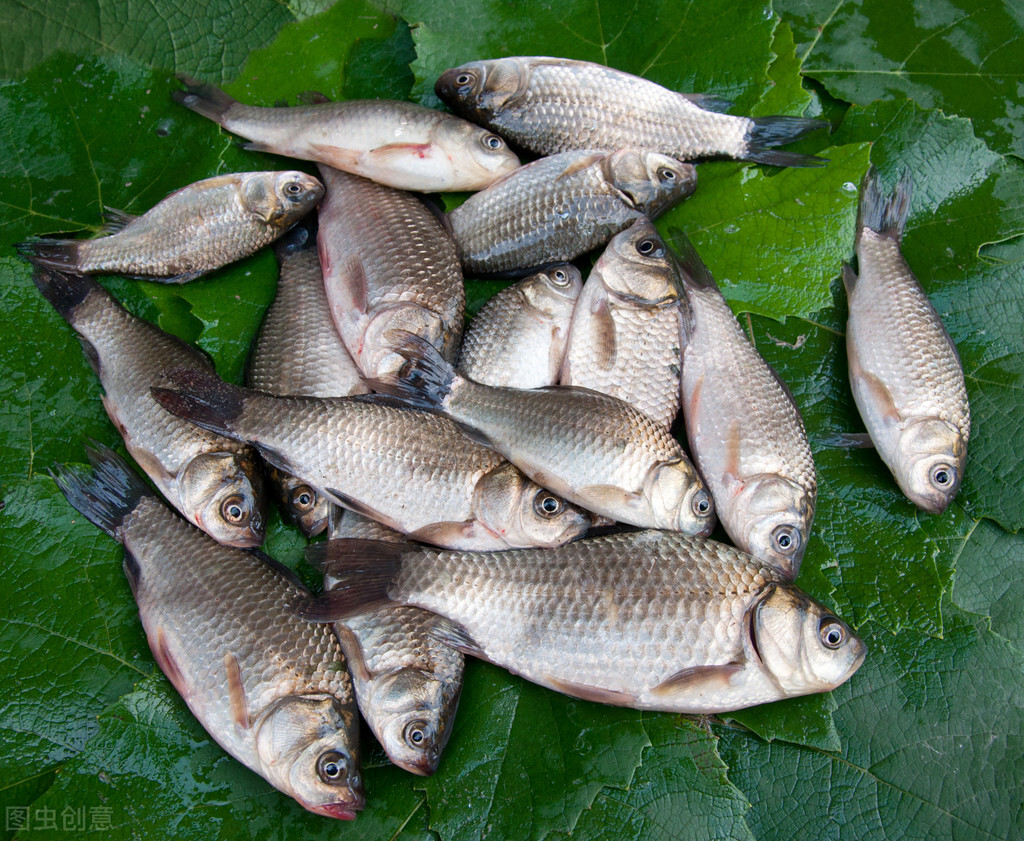 鲫鱼豆腐汤，怎样才能熬出白汤？鱼肉提前煎一步，汤汁更白更香