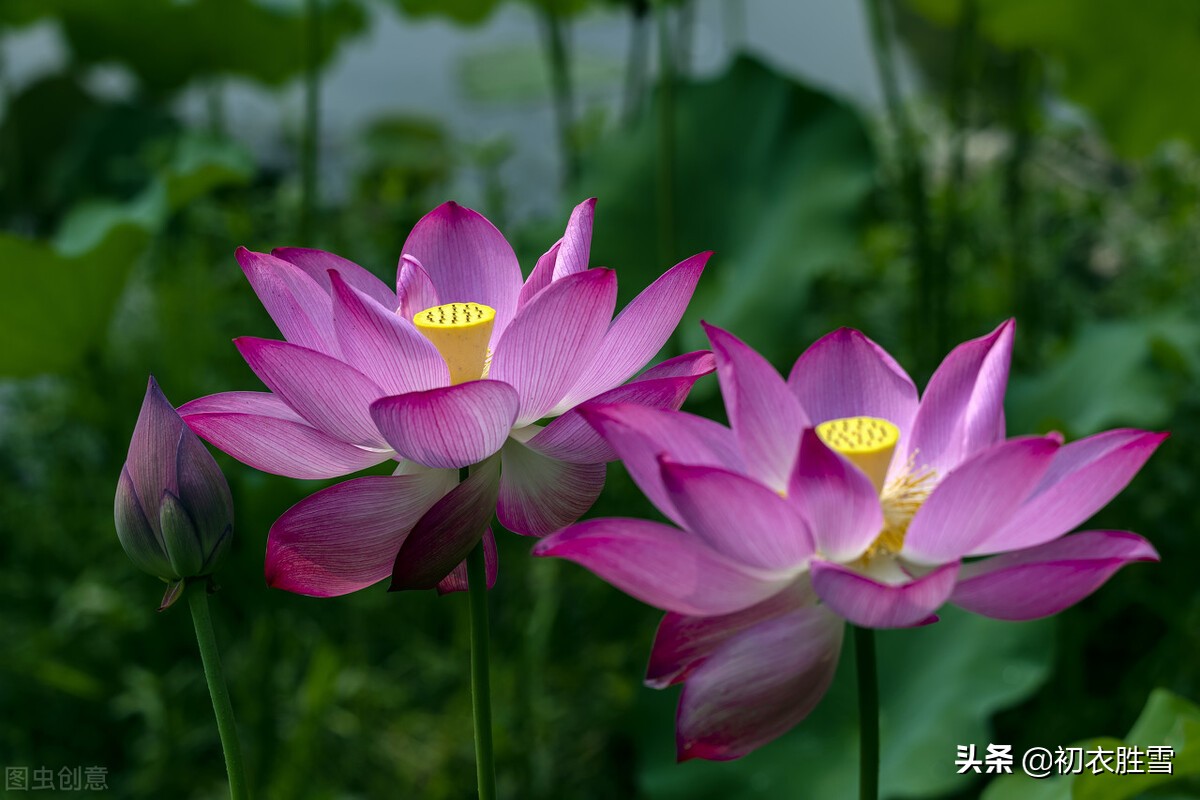 早秋藕花诗词五首，新秋折藕花，秋水藕花明