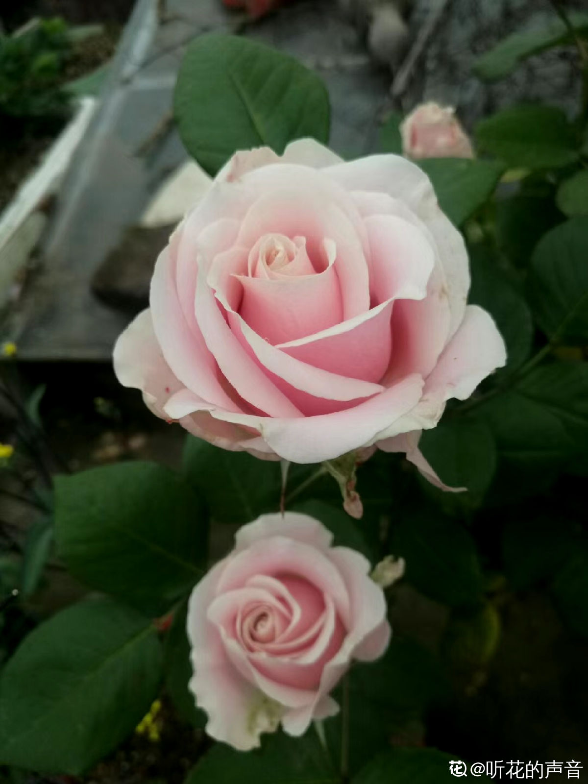 10种常见月季花图鉴，不要再问别人了，自己收藏慢慢看