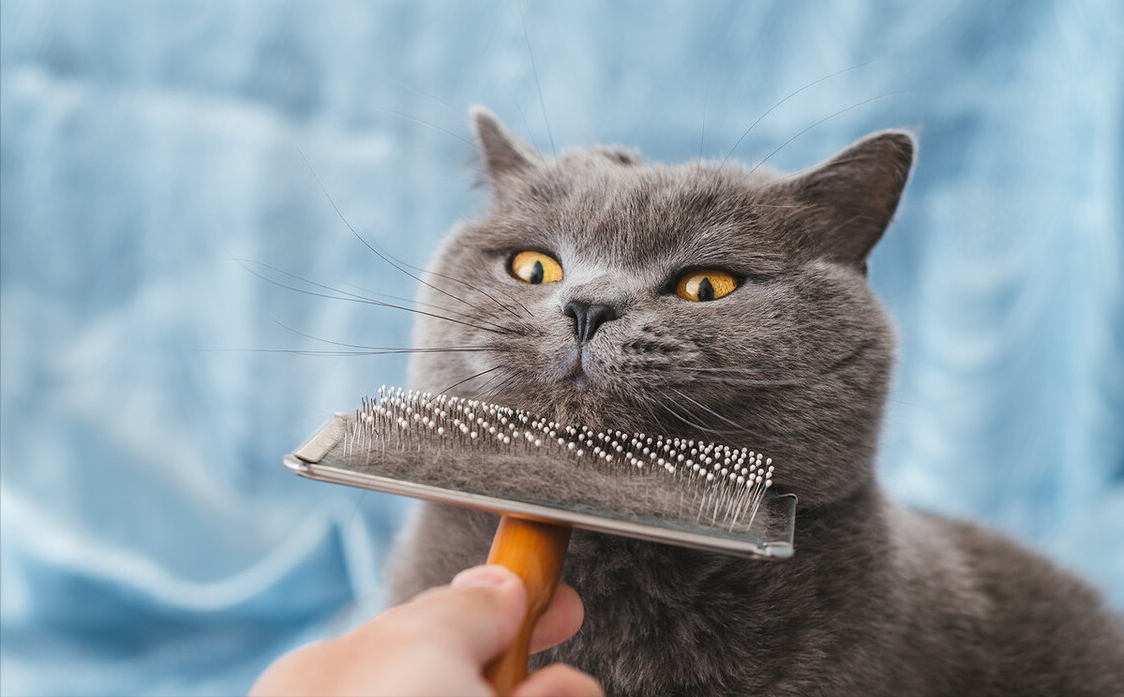 最适合懒人养的猫咪，它们可能比你更懒