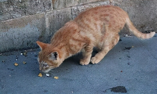 猫咪拉出白色蠕动小虫子（一招教你赶跑寄生虫）