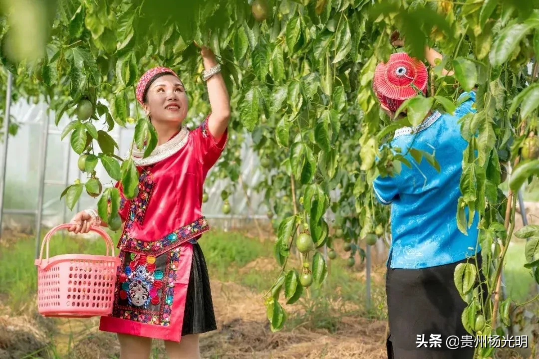 香！香！香！欢迎组团到贵州省黄平旧州采摘“且兰百香果”