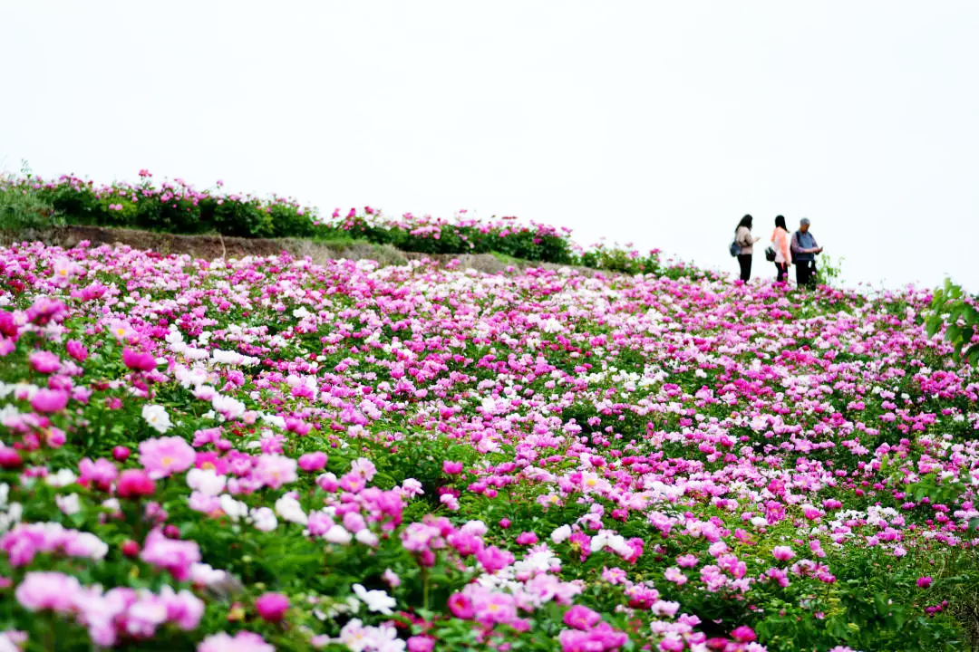 30000亩芍药花开！成都出发1.5h，免费赏花、徒步、游山…绝了