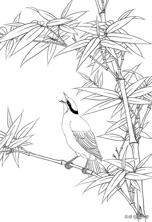 竹子高清白描线稿图片下载41幅
