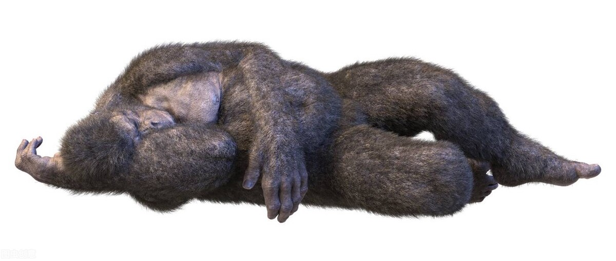 野人164、盛宇才的麻醉枪俘获了赫力兄妹，坎离山雪人迟到了