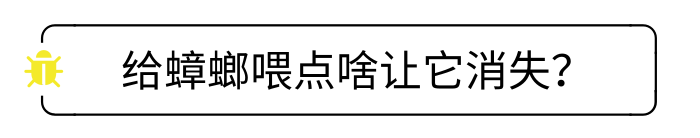 喂了药，蟑螂还是“免疫”？专家：想灭蟑，不如试试这香料