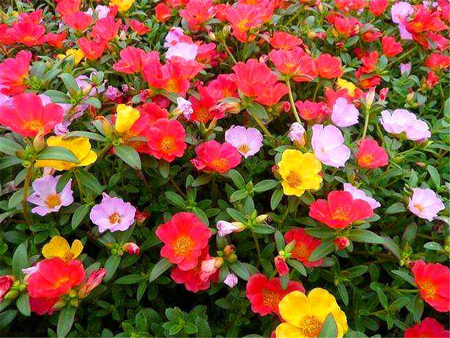 太阳花有“4怕”，难怪只长叶子不开花，学会了1年花开300天