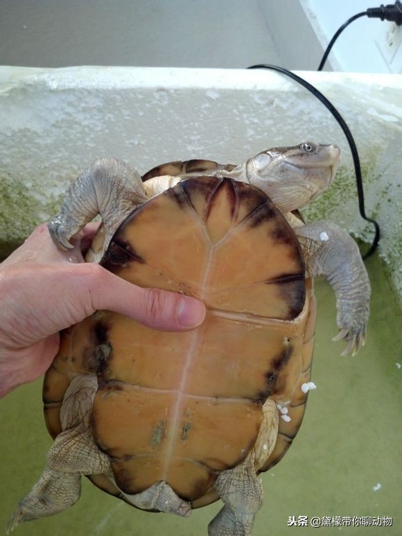 东非,西非都有韧带,可以闭壳,并非奸商所说,西非不能闭壳,东非能够