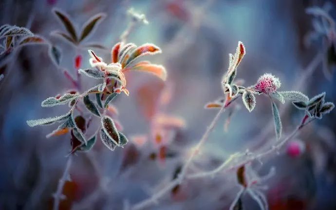 霜降：人间霜花白，从容向寒迈