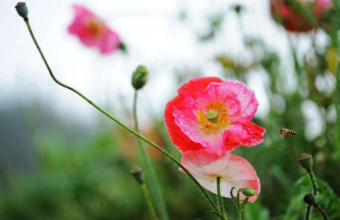 这4种花，再喜欢也别乱送人，容易“反目成仇”