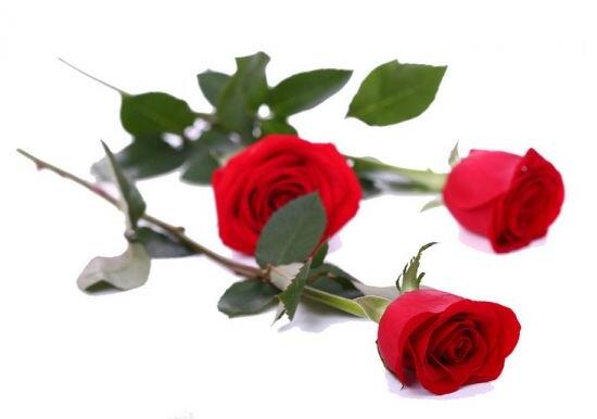 玫瑰花送几朵代表什么（玫瑰花寓意和象征）