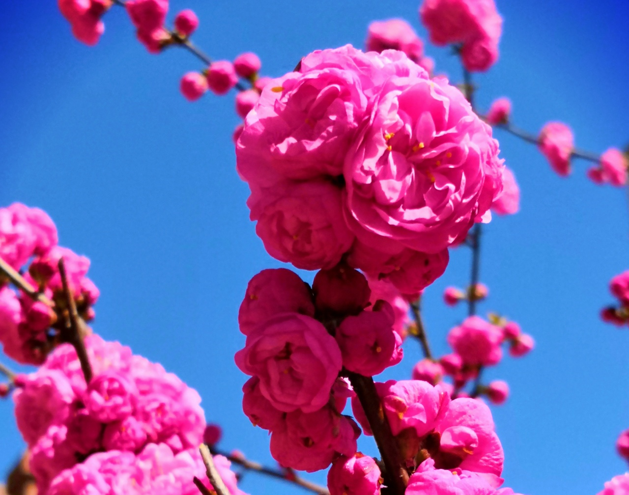 小院春天早到来，桃花李花递次开｜七绝十首·为家园春色而作