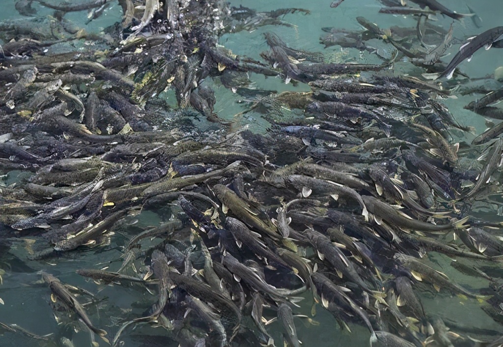 湟魚,鰉魚