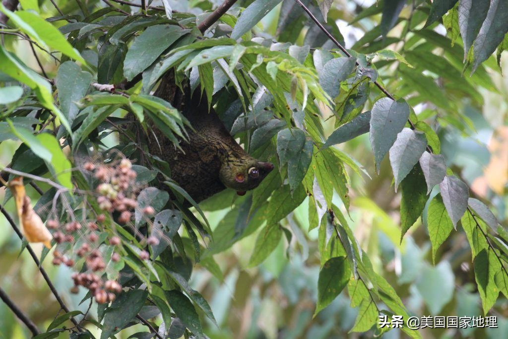 lemur是什么动物(为什么有些红毛猩猩的”腮帮子“没那么大？)